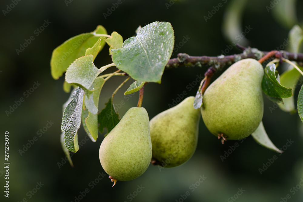 bunch of pears on a branch close-up with sunlight, tasty, juicy, with dew bunch of pears on a branch close-up with sunlight, tasty, juicy, with dew