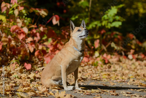 Red-haired little dog in the forest in the sun