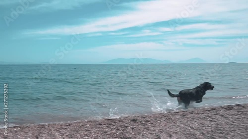 Black rottweiler dog is playing on empty beach. Dog trainer is throwing plastic bottle and funny animal catch on coast, seaside. 