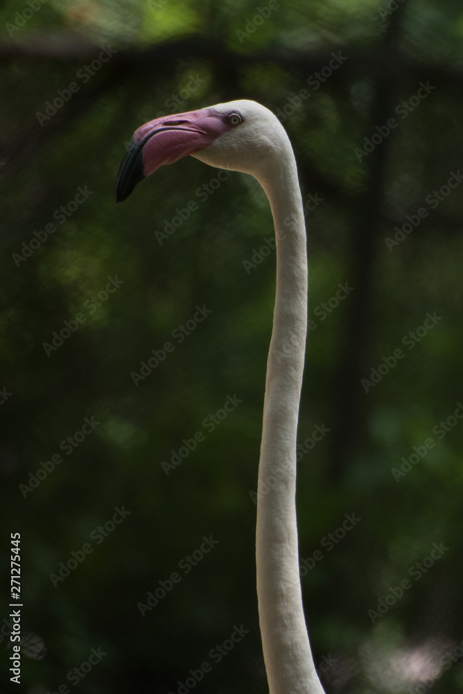 Fototapeta premium Flamingo in the zoo.