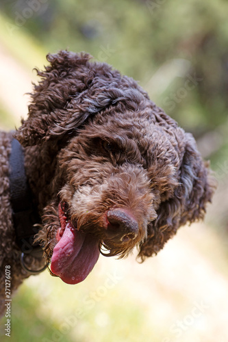 Super cute dog portrait Lagotto romagnole macro background fine art in high quality prints products 50,6 Megapixels photo