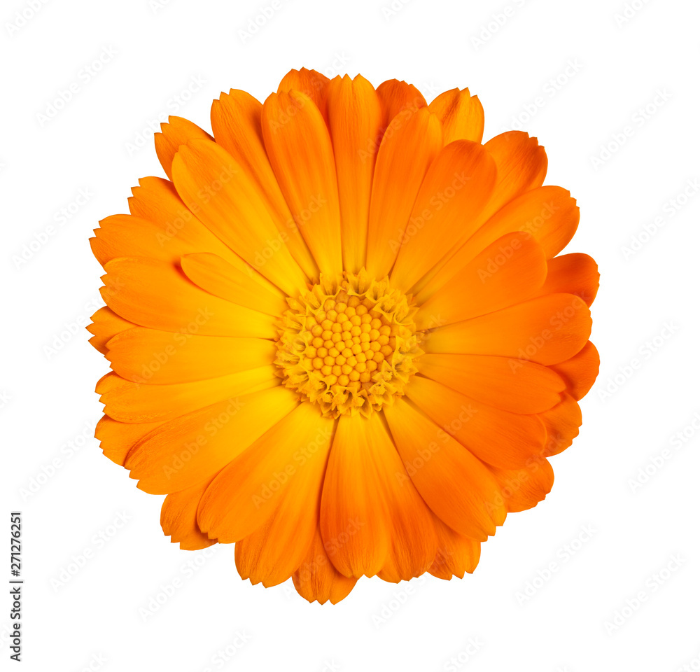  Marigold flower - obrazy, fototapety, plakaty 