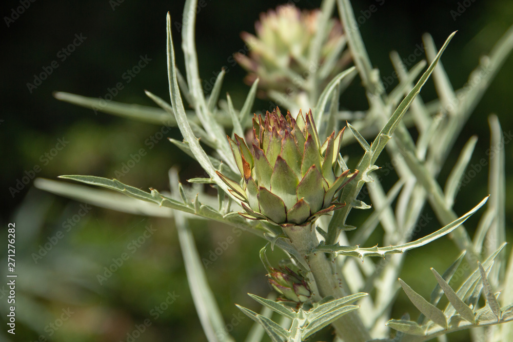 close up shot of green artichokes growing in garden close up shot of green artichokes growing in garden
