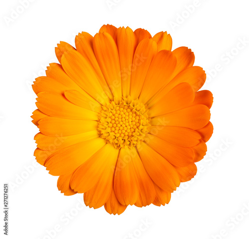  Marigold flower photo
