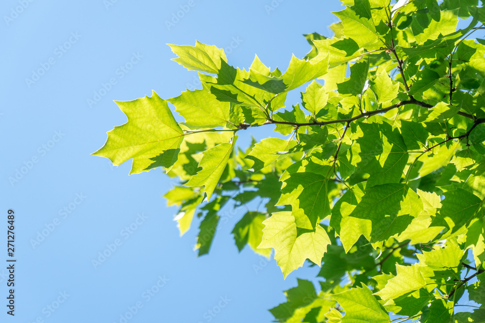sunlit leaves of sycamore as natural background sunlit leaves of sycamore as natural background