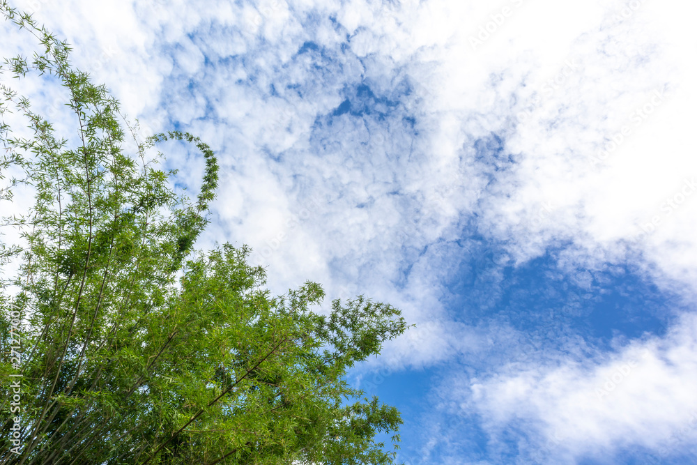 Green tree top line under beautiful blue sky and cloudy background. Landscape background copy space for text. Green tree top line under beautiful blue sky and cloudy background. Landscape background copy space for text.