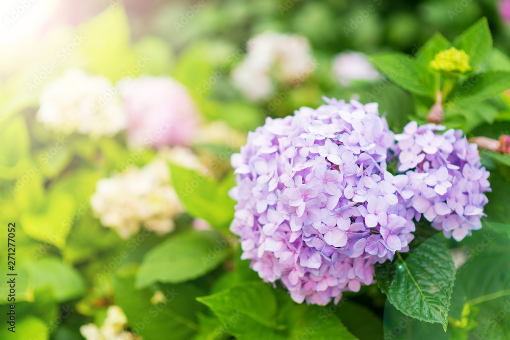 Beautiful flowers colorful In spring garden
