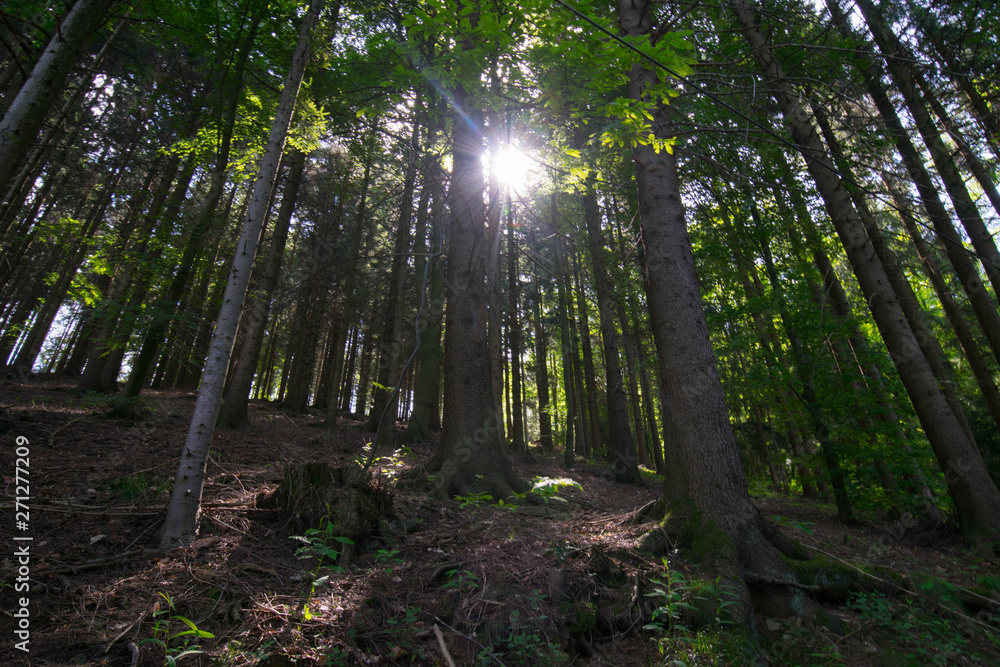 Wunderschöner Schwarzwald nahe Ottenhöfen Wunderschöner Schwarzwald nahe Ottenhöfen