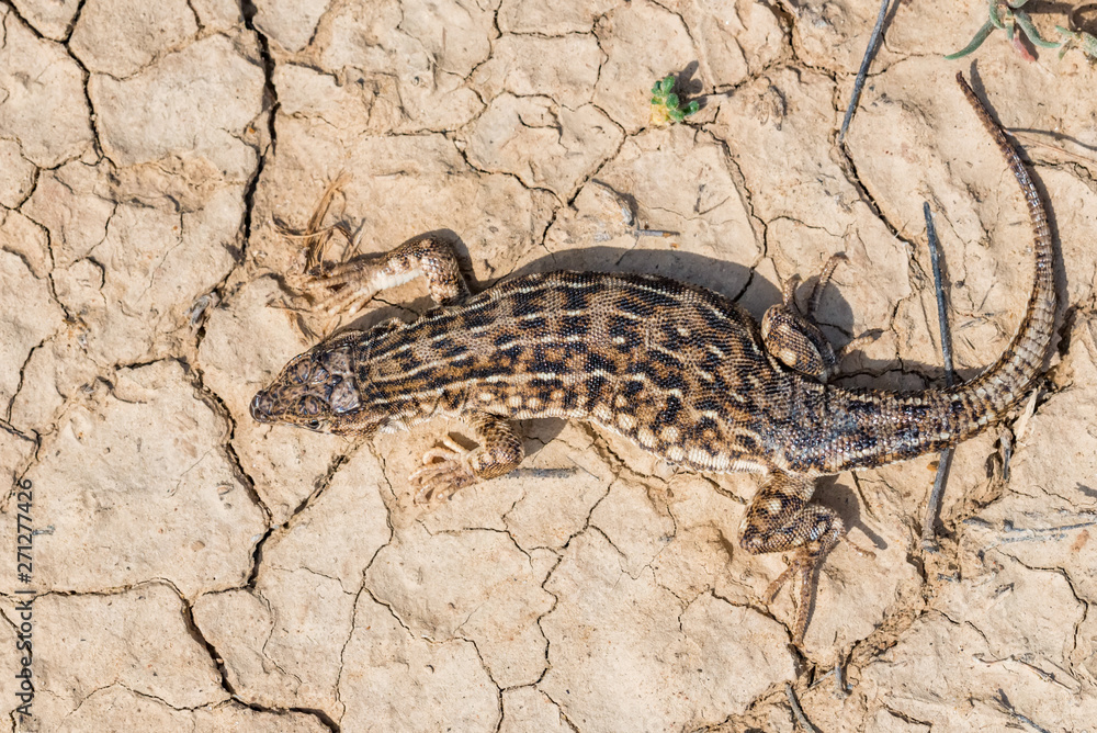 Top view Steppe Runner Lizard or Eremias arguta on dry ground Top view Steppe Runner Lizard or Eremias arguta on dry ground