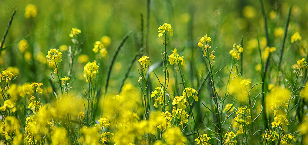 Obraz premium Background, rapeseed field, flowering rapeseed. Seeds of the rape plant, used chiefly for oil. Bright Yellow color. Selective focus, copy space. Banner
