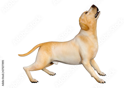 Fotografie 3D Rendering Labrador Dog on White