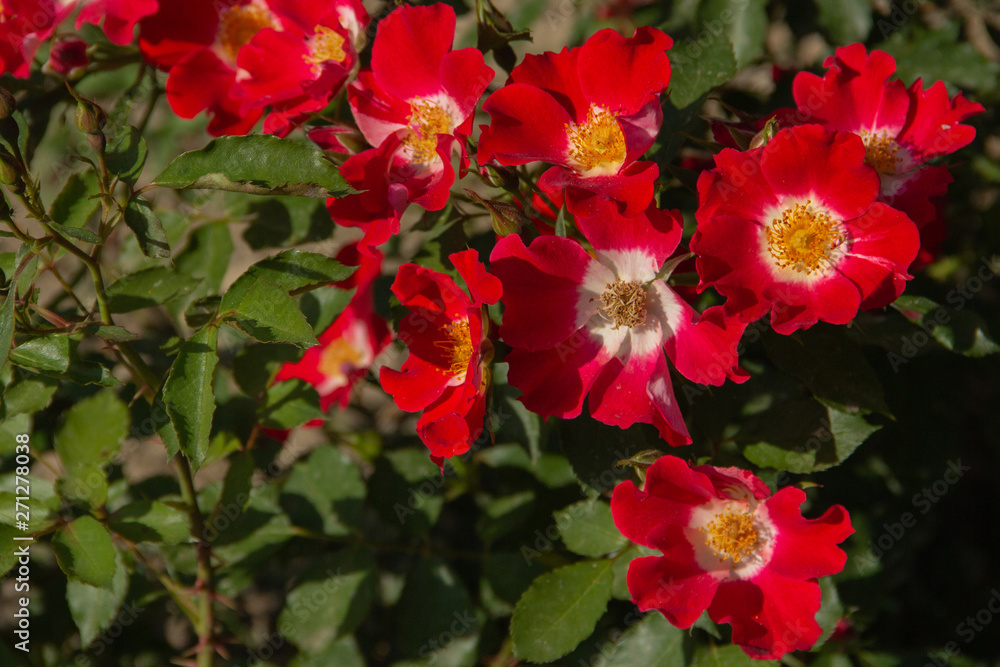 Red rose flower blooming in roses garden Red rose flower blooming in roses garden
