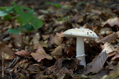 Poisonous mushroom Amanita gemmata growing in the leaves in the beech forest. Alson known as gemmed Amanita or the jonquil Amanita. Natural environment. photo