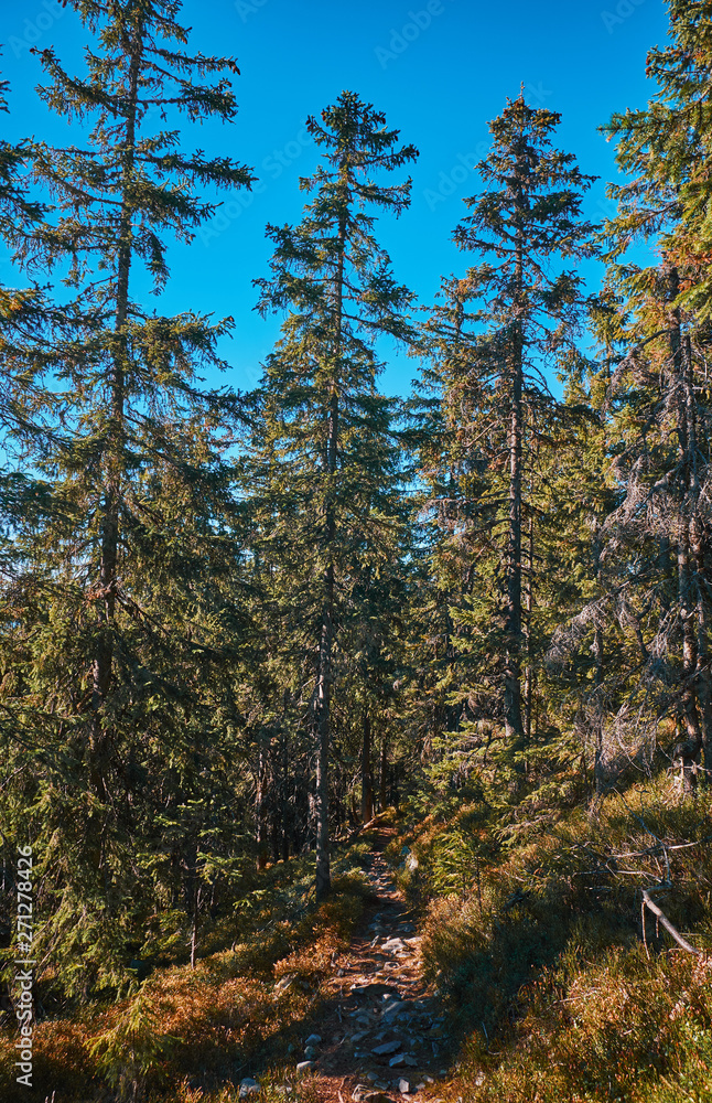 Landscape of The Carpathian Mountains in autumn