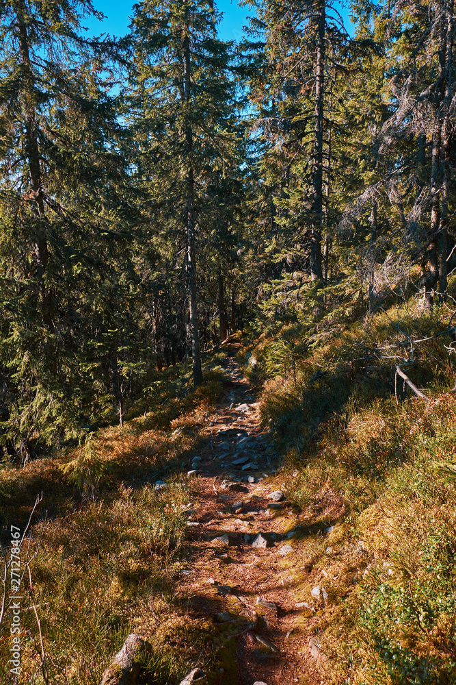 Fototapeta premium Landscape of The Carpathian Mountains in autumn