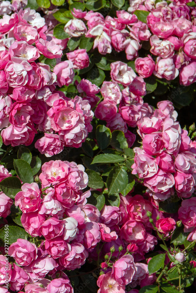 Abstract nature flowers texture background with pink roses and leaves Abstract nature flowers texture background with pink roses and leaves