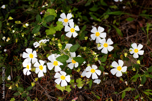 Tableau sur toile Cistus salvifolius macro background fine art in high quality prints products 50,