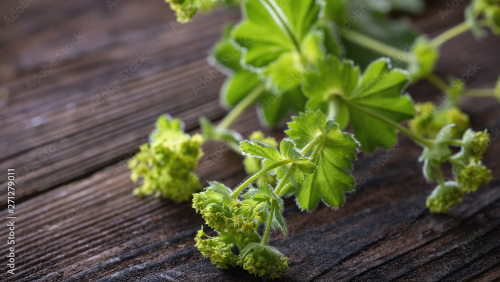 Alchemilla vulgaris, Frauenmantel Nahaufnahme Alchemilla vulgaris, Frauenmantel Nahaufnahme