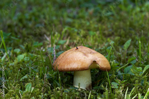 Very good edible mushroom Suillus granulatus growing in the grass on the forest meadow under pine. Also know as weeping bolete or the granulated bolete. Natural environment.