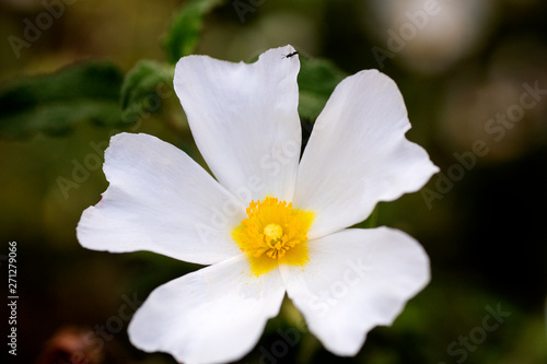 фотографія Cistus salvifolius macro background fine art in high quality prints products 50,