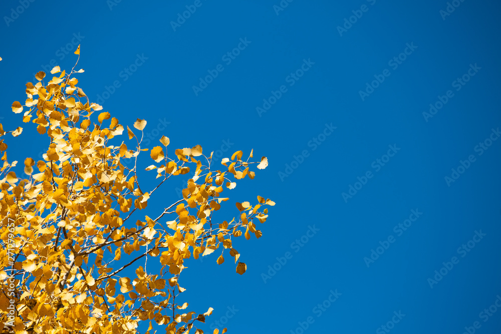 Euphrates poplar leaf in Ejina of China Euphrates poplar leaf in Ejina of China