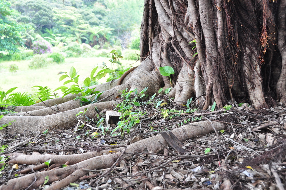 Fototapeta premium ガジュマルの木の下で