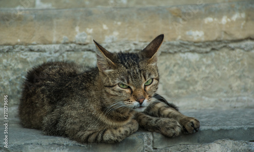 Hostile looking cat