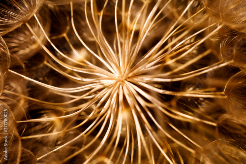 Dandelion flower extreme macro background fine art in high quality prints products 50 6 Megapixels