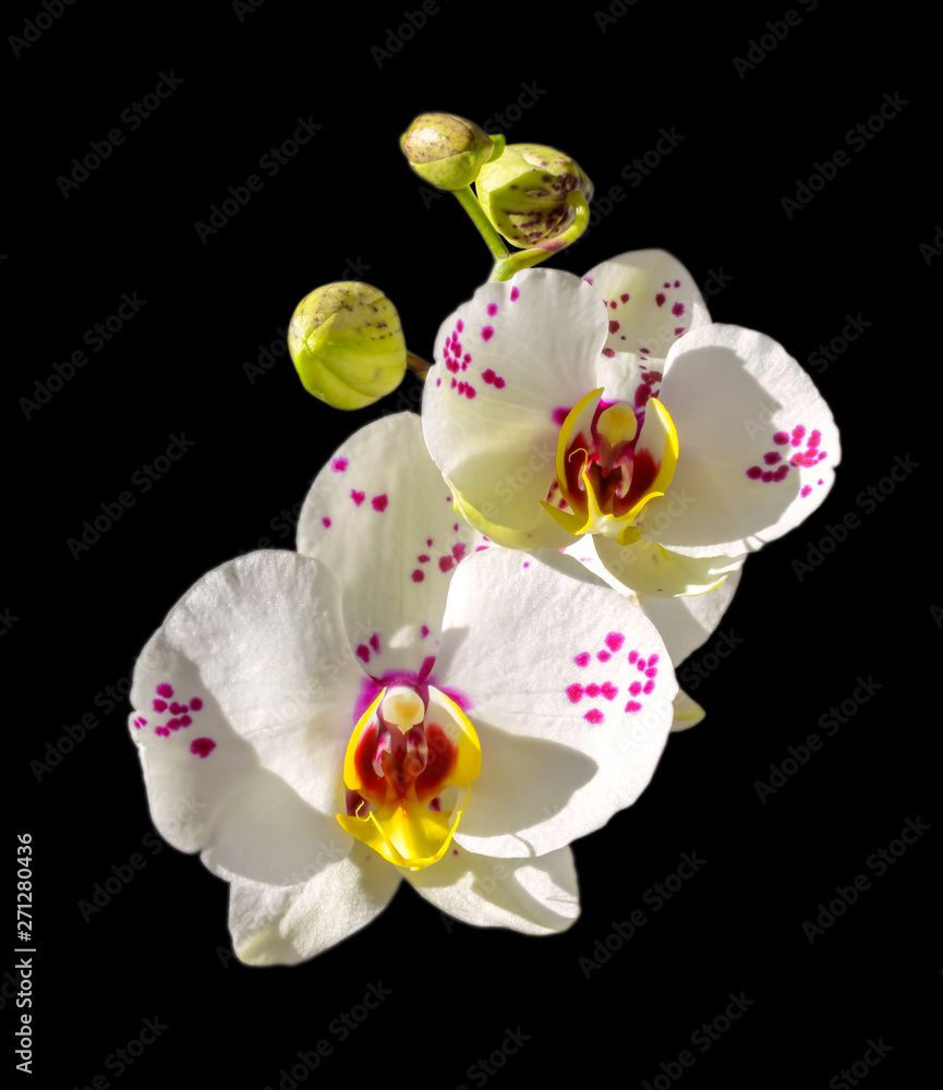 Orchids flowers on banch on black background. Flowers of blossoming phalaenopsis orchid. Orchids flowers on banch on black background. Flowers of blossoming phalaenopsis orchid.