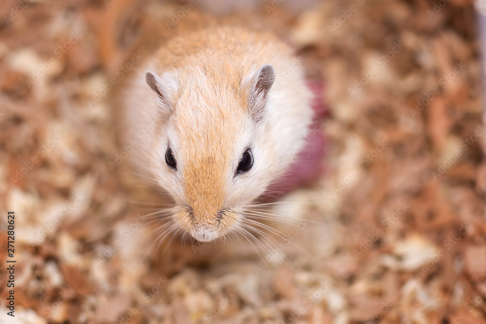 The Mongolian gerbil of a coloring of an aguta gave birth to little mice The Mongolian gerbil of a coloring of an aguta gave birth to little mice