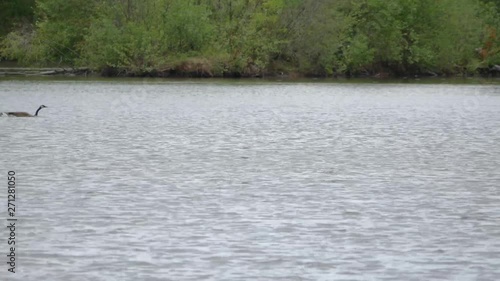 Canadian Geese and Goslings swimming on a lake
