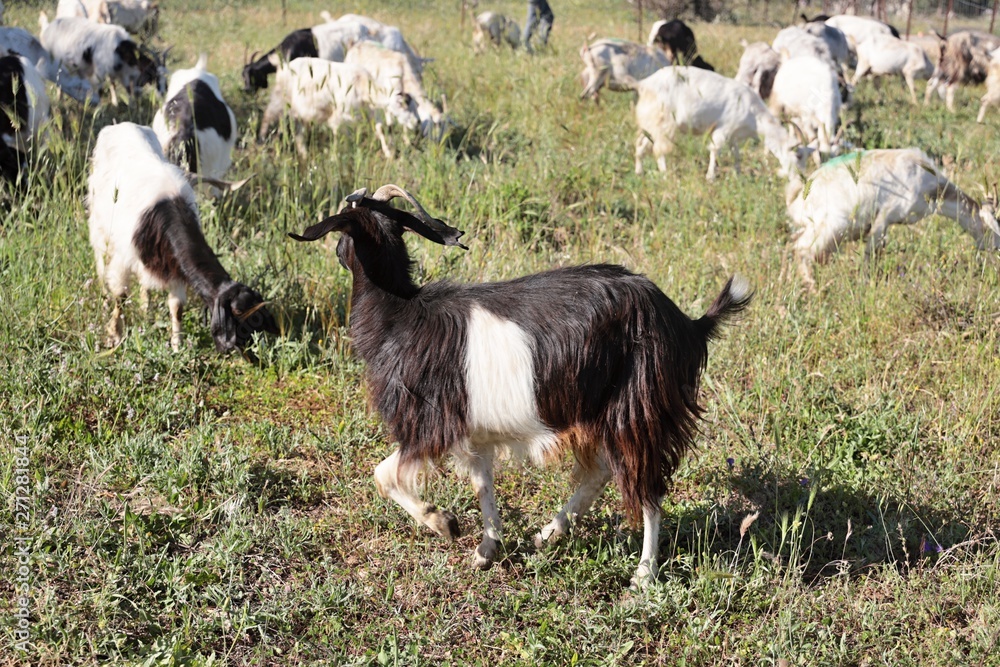 Obraz premium Capretta