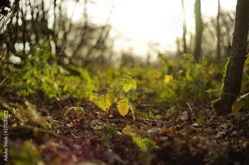 autumn leaves in forest