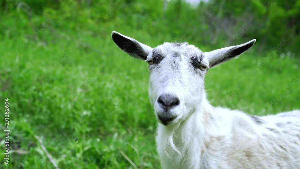 Curious happy white goat grazing in park. Portrait of funny goat. Farm animal looking at camera. Curious happy white goat grazing in park. Portrait of funny goat. Farm animal looking at camera.