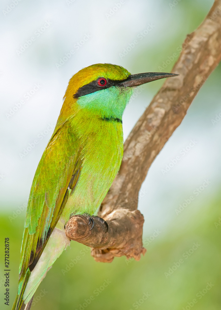 Obraz premium Birds of Sri Lanka. Yala national Park.