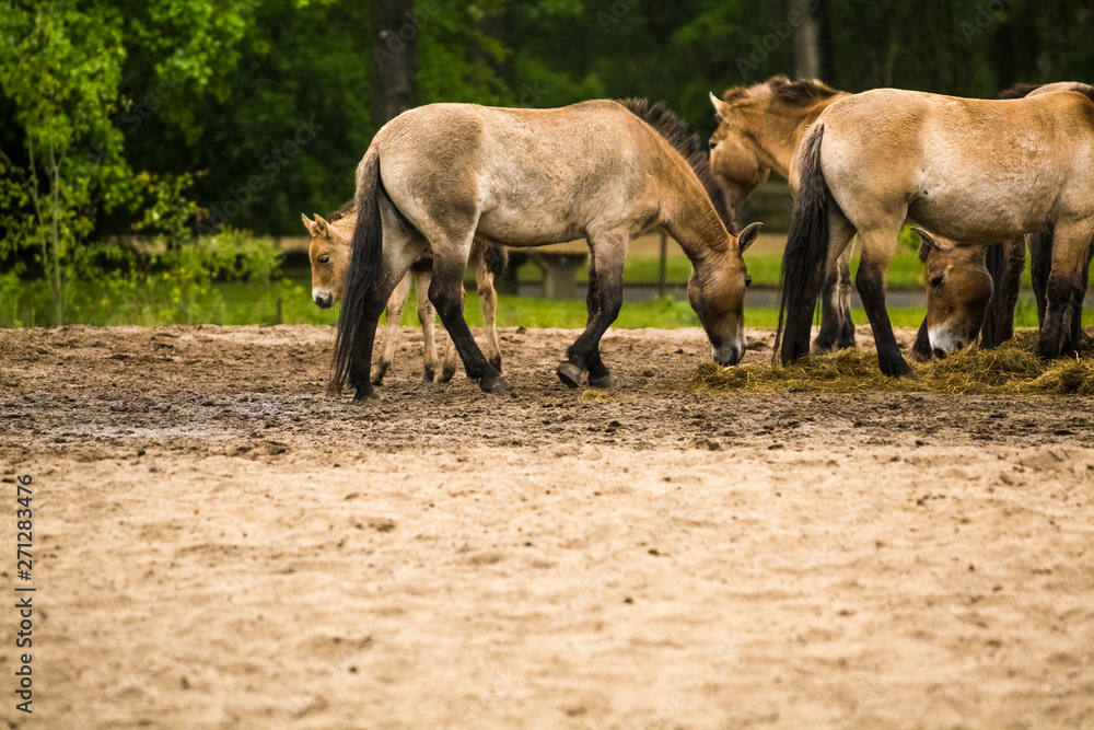 16.05.2019. Berlin, Germany. In the zoo Tiagarden the family of thoroughbred Przewalskis horse walks. Eat a grass. 16.05.2019. Berlin, Germany. In the zoo Tiagarden the family of thoroughbred Przewalskis horse walks. Eat a grass.