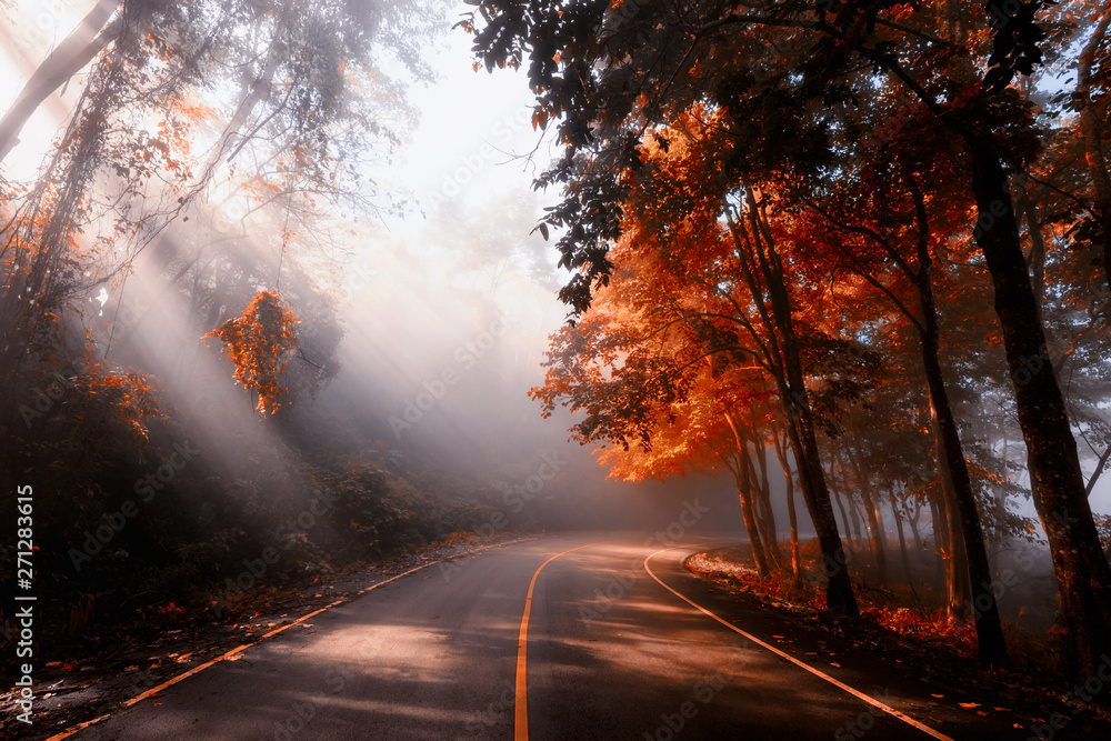 Rays falling through autumn forest and mist