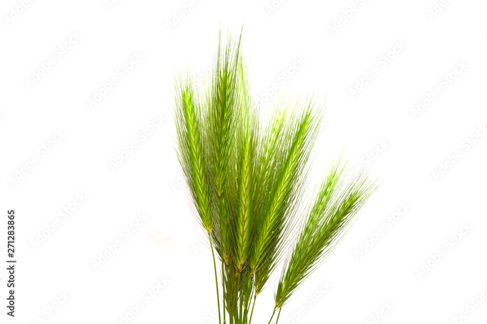 green grass isolated on white background green grass isolated on white background