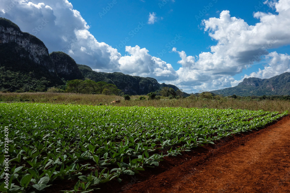 Tobacco plantation in the famous tourist destination and UNESCO Heritage Vinales valley, Pinar Del Rio, Cuba