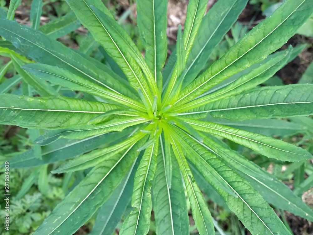 Green leaves Green leaves