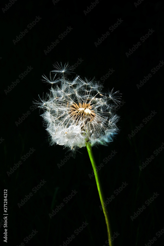 Fototapeta premium Close up of a Dandelion seed head with a black background