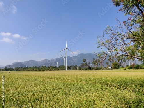 wind turbines in the paddy farm field