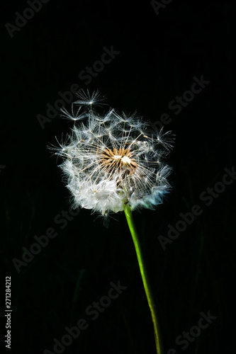 Fototapeta Naklejka Na Ścianę i Meble -  Close up of a Dandelion seed head with a black background