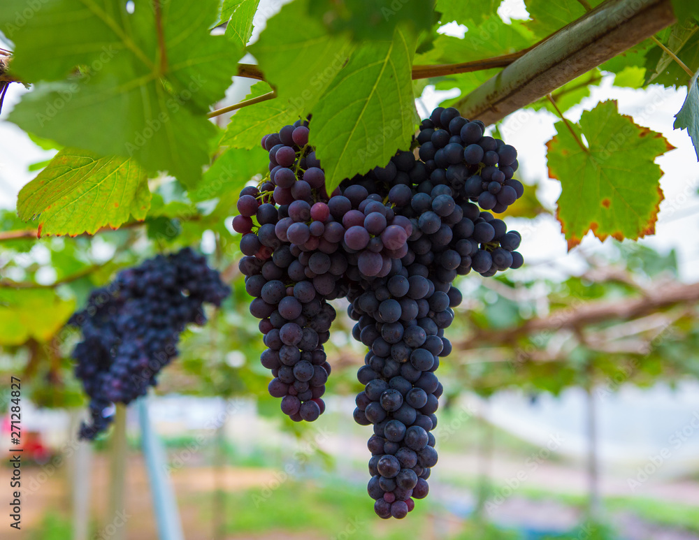 Large bunch of red wine grapes hang from a vine with green leaves. Nature background . Wine concept.