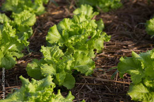 lettuce field