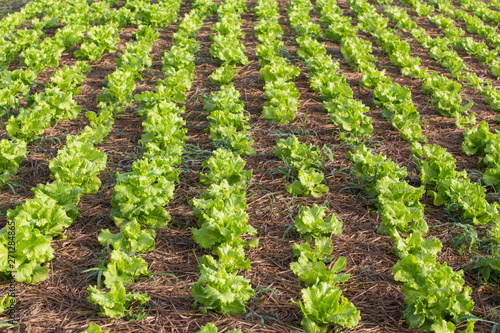 lettuce field