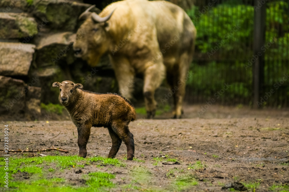 16.05.2019. Berlin, Germany. Zoo Tiagarden. The small child of a buffalo walks across the territory near family. Baby. 16.05.2019. Berlin, Germany. Zoo Tiagarden. The small child of a buffalo walks across the territory near family. Baby.