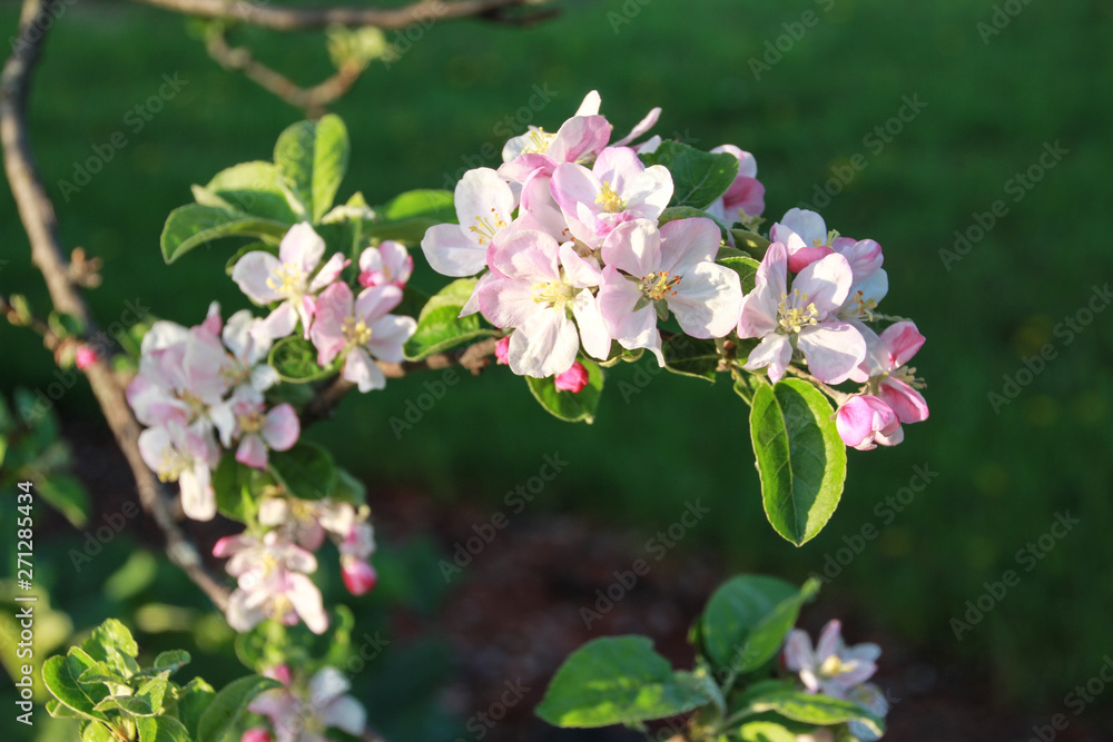 Closeup of pink apple blossoms in spring with dark green background. Closeup of pink apple blossoms in spring with dark green background.
