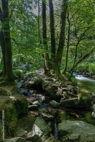 The ancient woodlands of Draynes wood  alongside the River Fowey at Golitha Falls