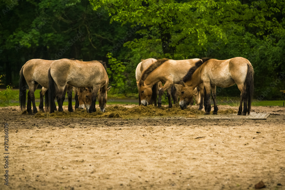 16.05.2019. Berlin, Germany. In the zoo Tiagarden the family of thoroughbred Przewalskis horse walks. Eat a grass.